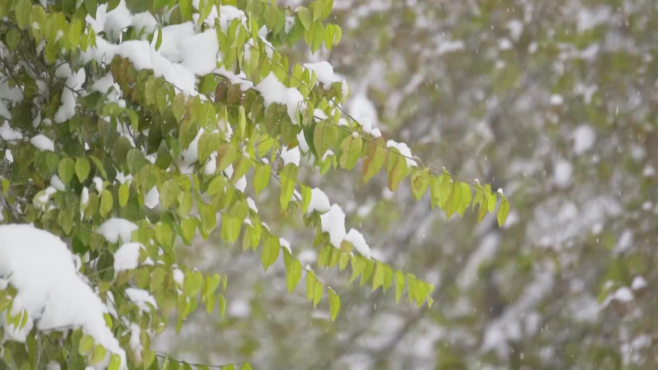 中国东北冬季大雪中的树绿叶植物视频素材