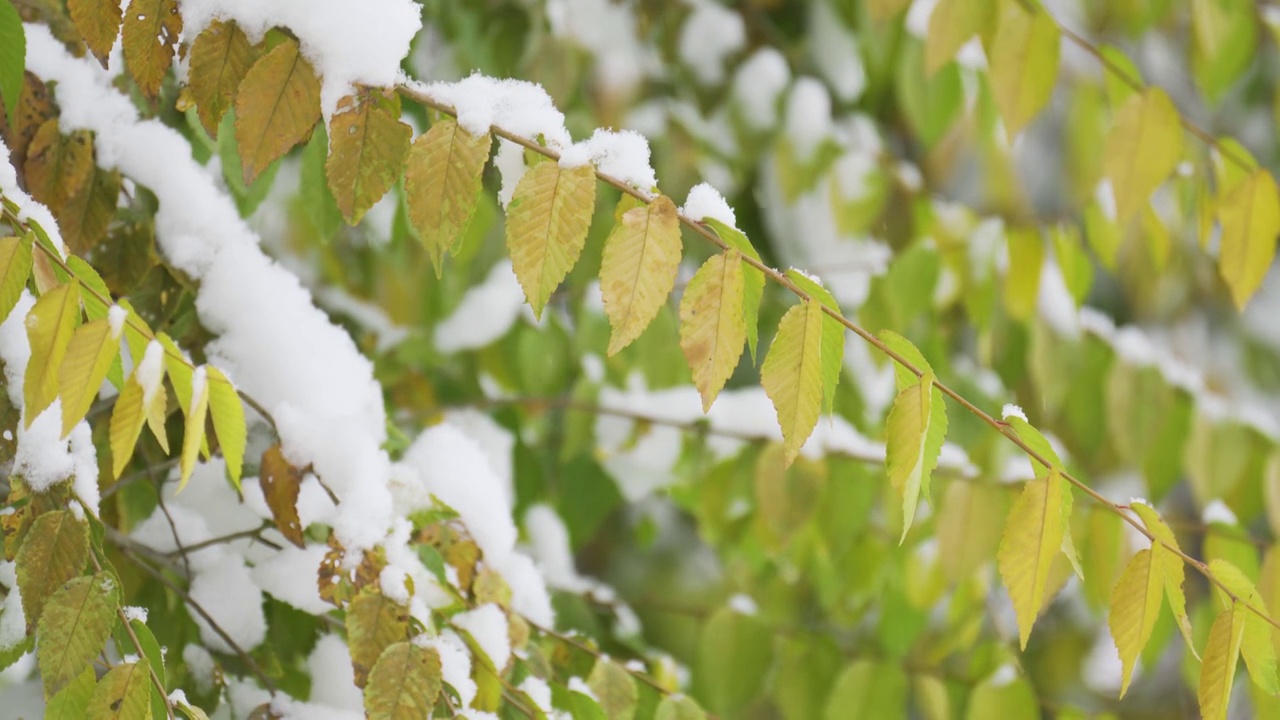 中国东北冬季大雪中的树绿叶植物视频素材