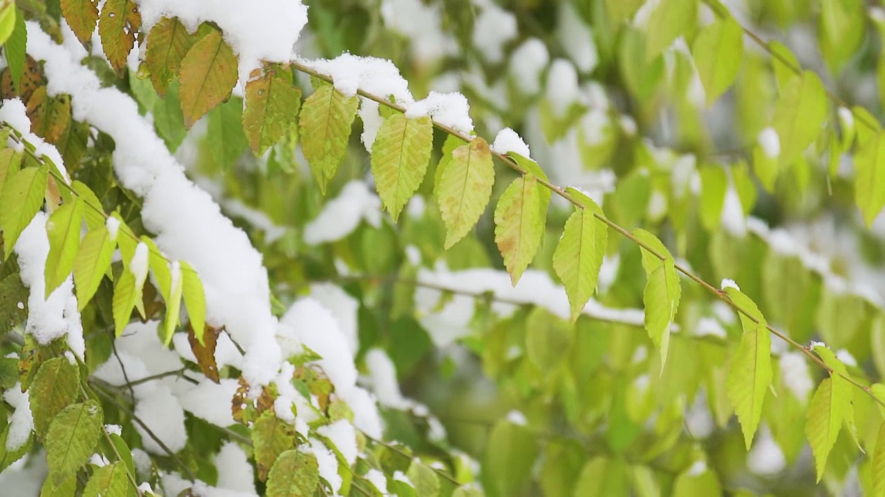 中国东北冬季大雪中的树绿叶植物视频素材