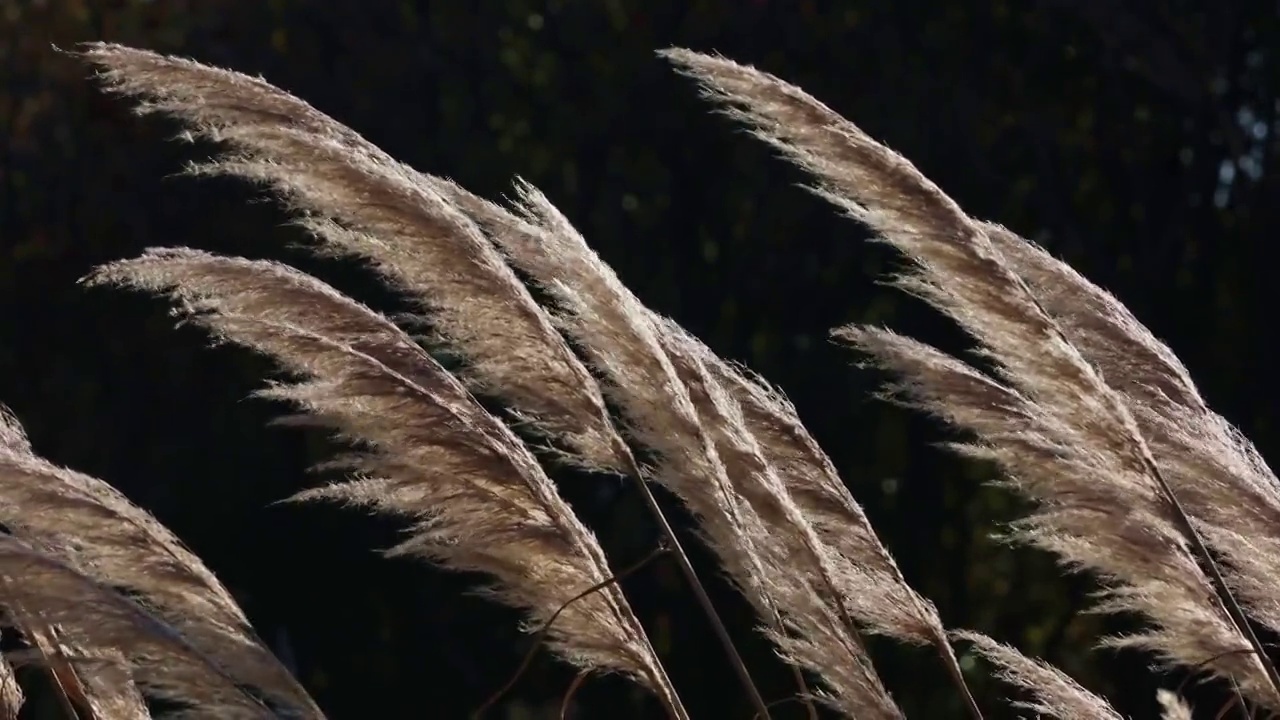 秋天金黄色花草芦苇在风中摇曳特写视频素材