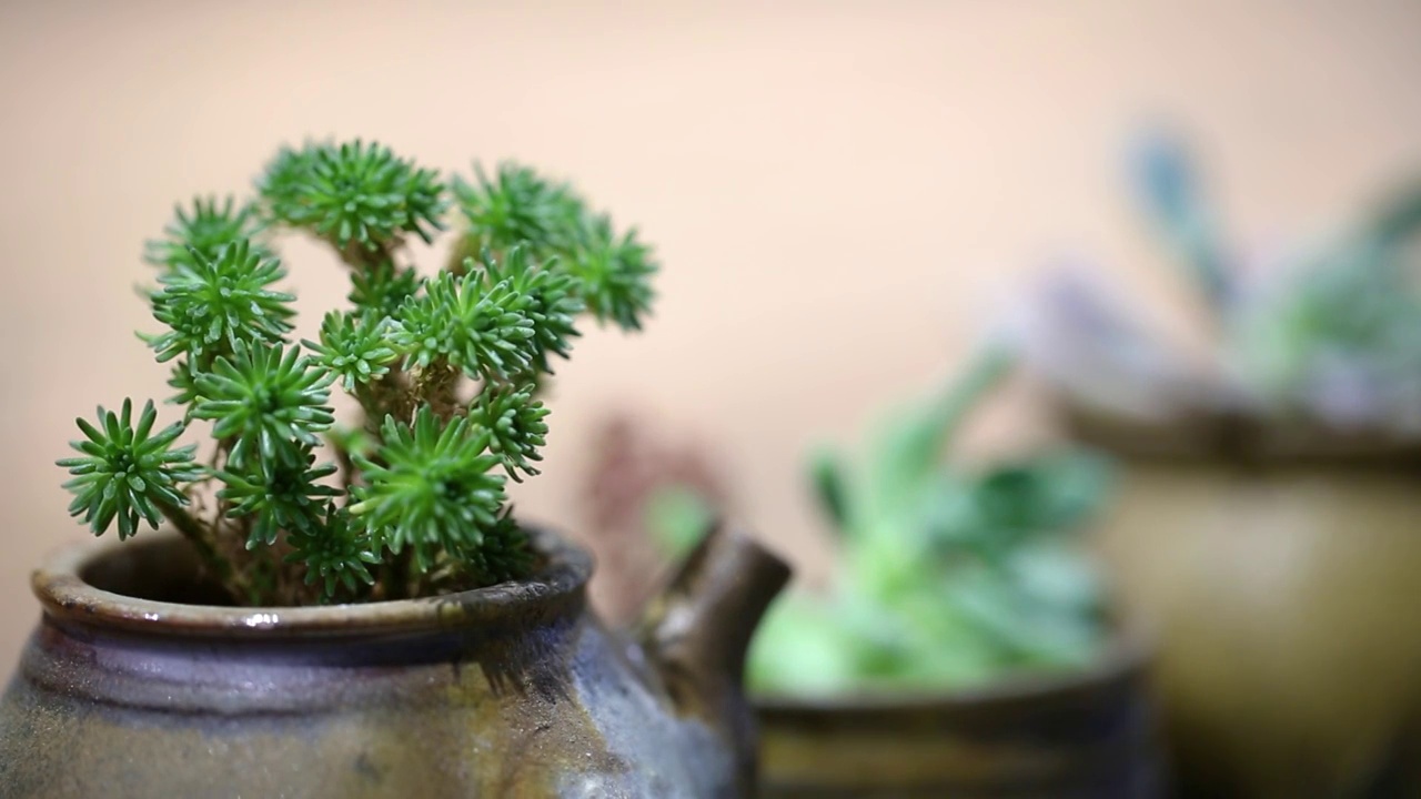 多肉植物光影视频素材