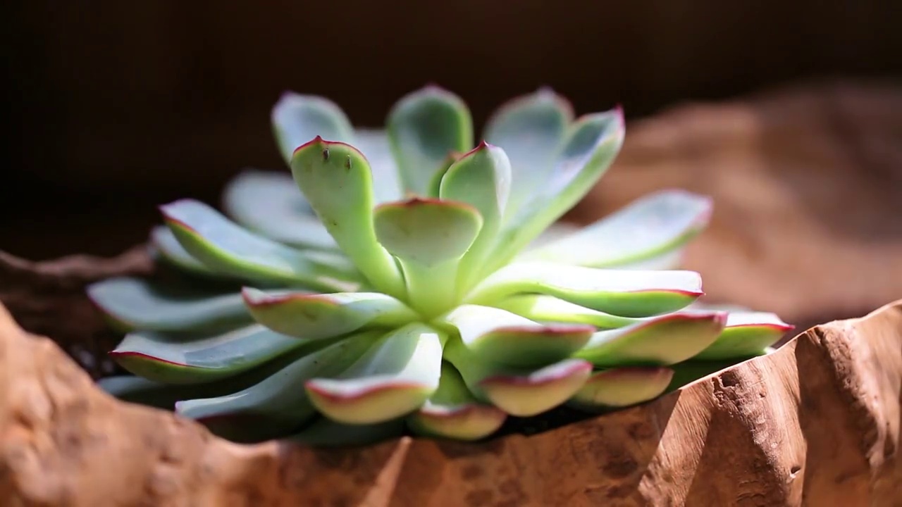 多肉植物光影视频素材