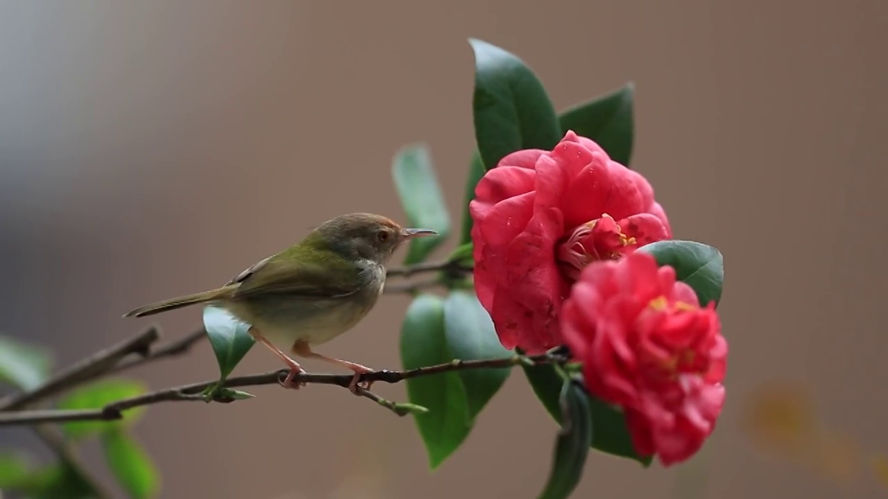 《鸟语花香》》视频素材