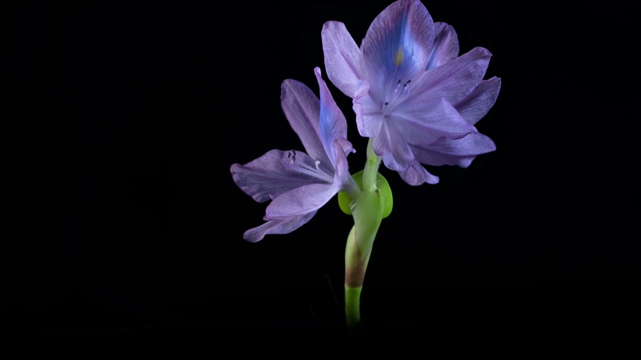 水葫芦开花延时视频素材