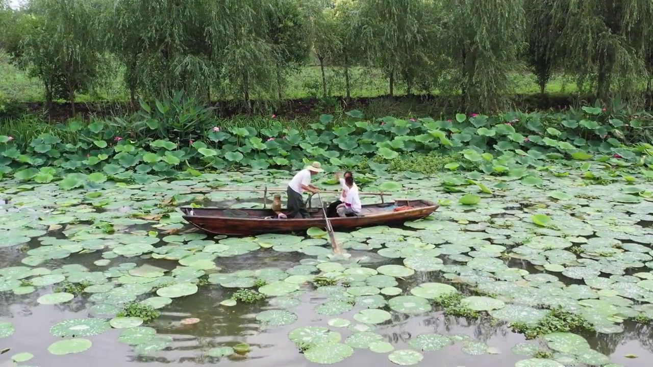 里下河荷塘家庭划船视频素材