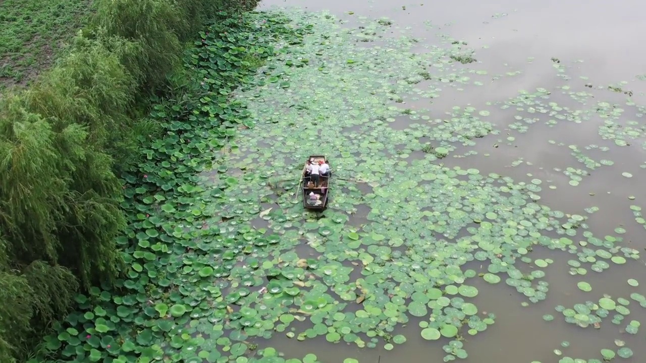 里下河荷塘家庭划船视频素材