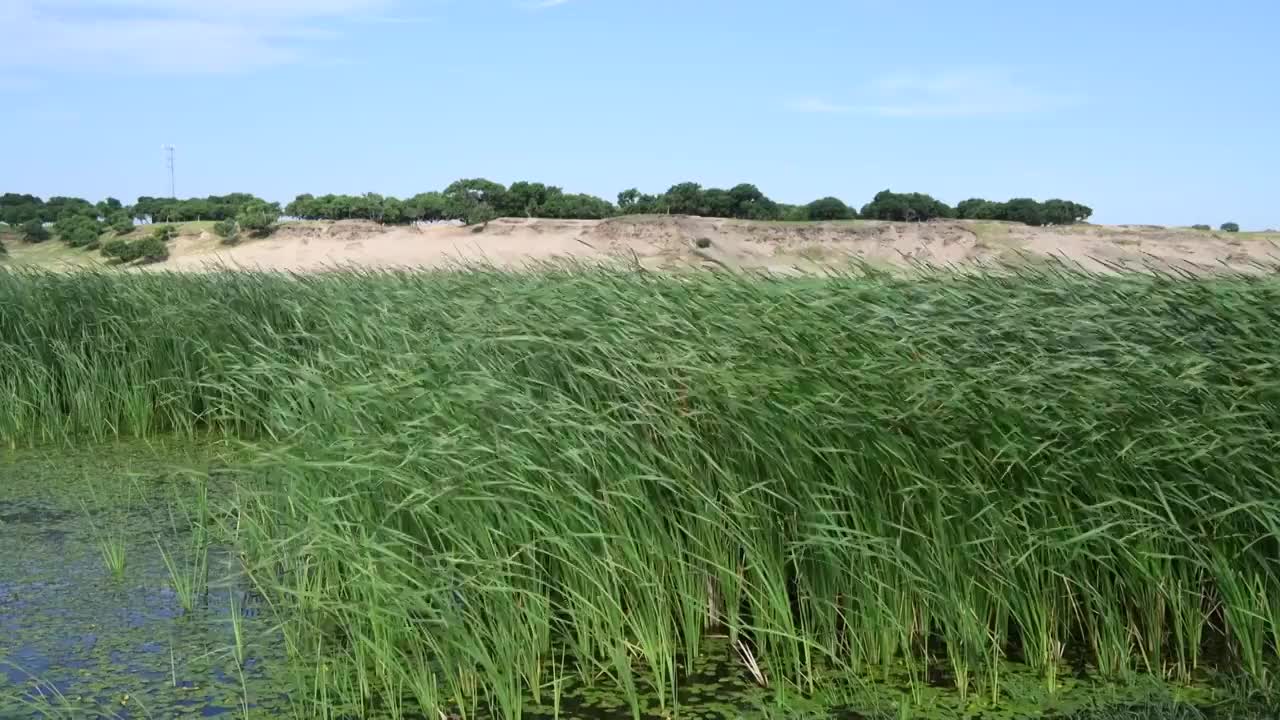 夏季草原风中摇曳的芦苇视频素材