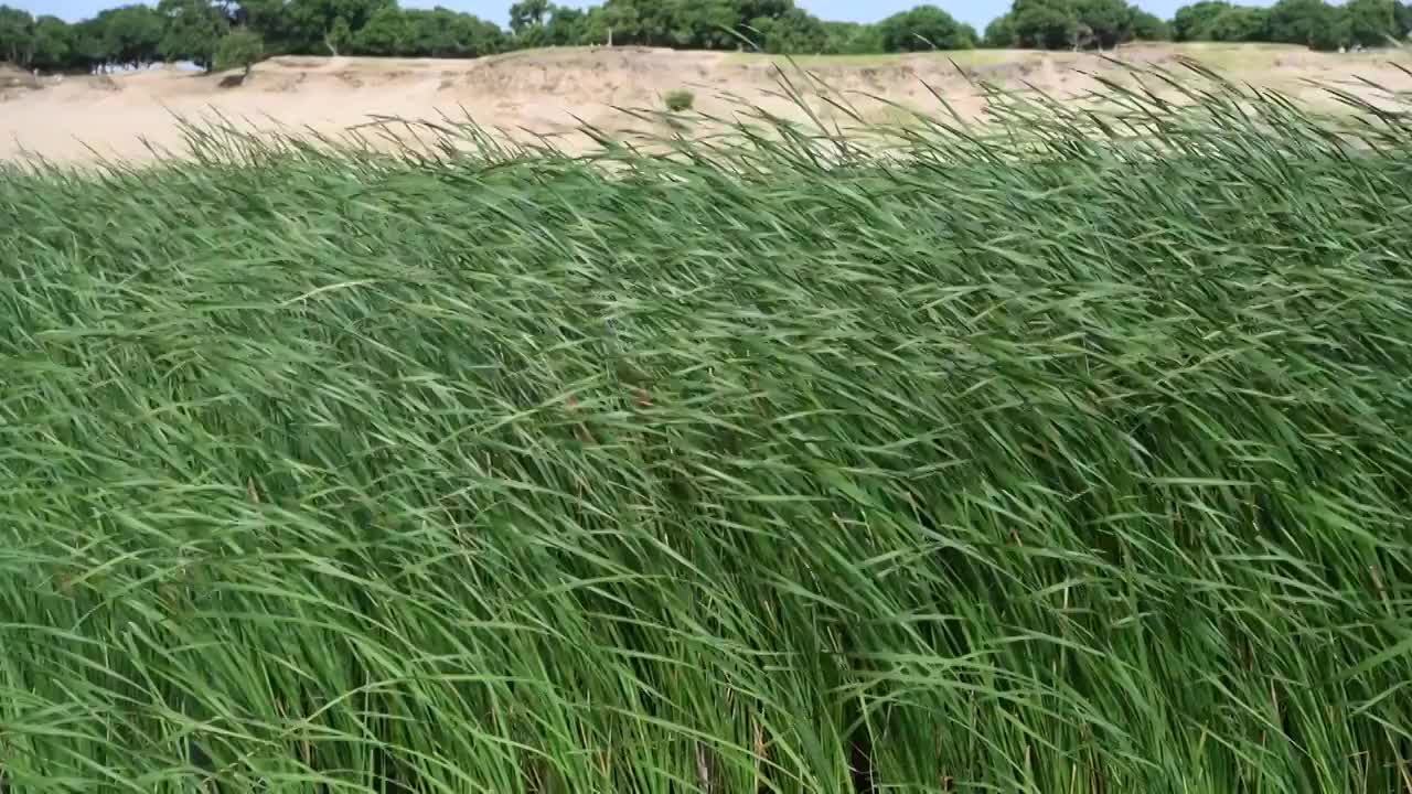 夏季草原风中摇曳的芦苇视频素材