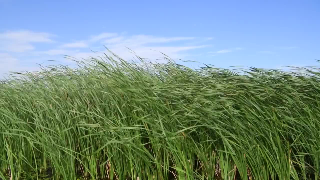 夏季草原风中摇曳的芦苇视频素材