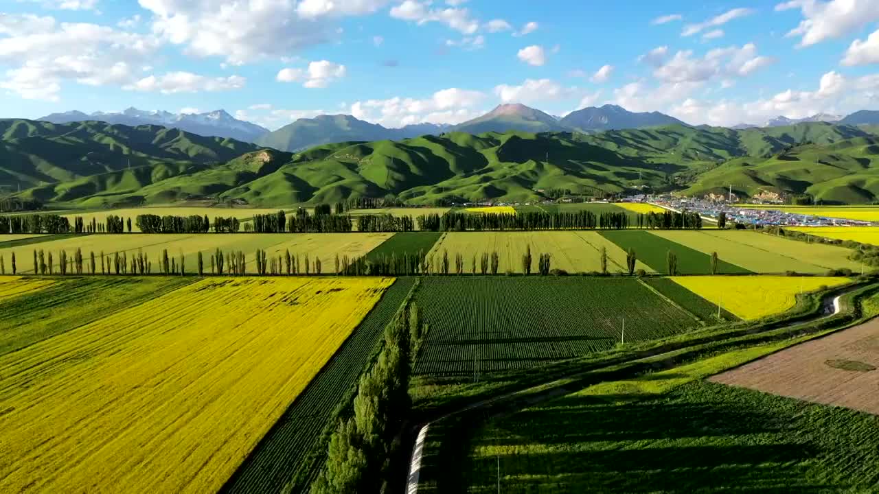 航拍新疆唐布拉草原百里画廊油菜花田视频素材