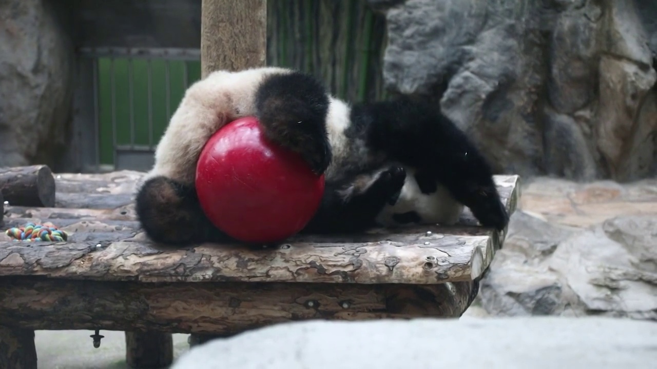 大熊猫视频素材