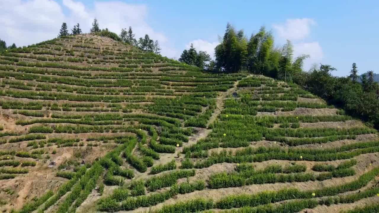 航拍杭州千岛湖高山绿茶茶山茶园视频素材