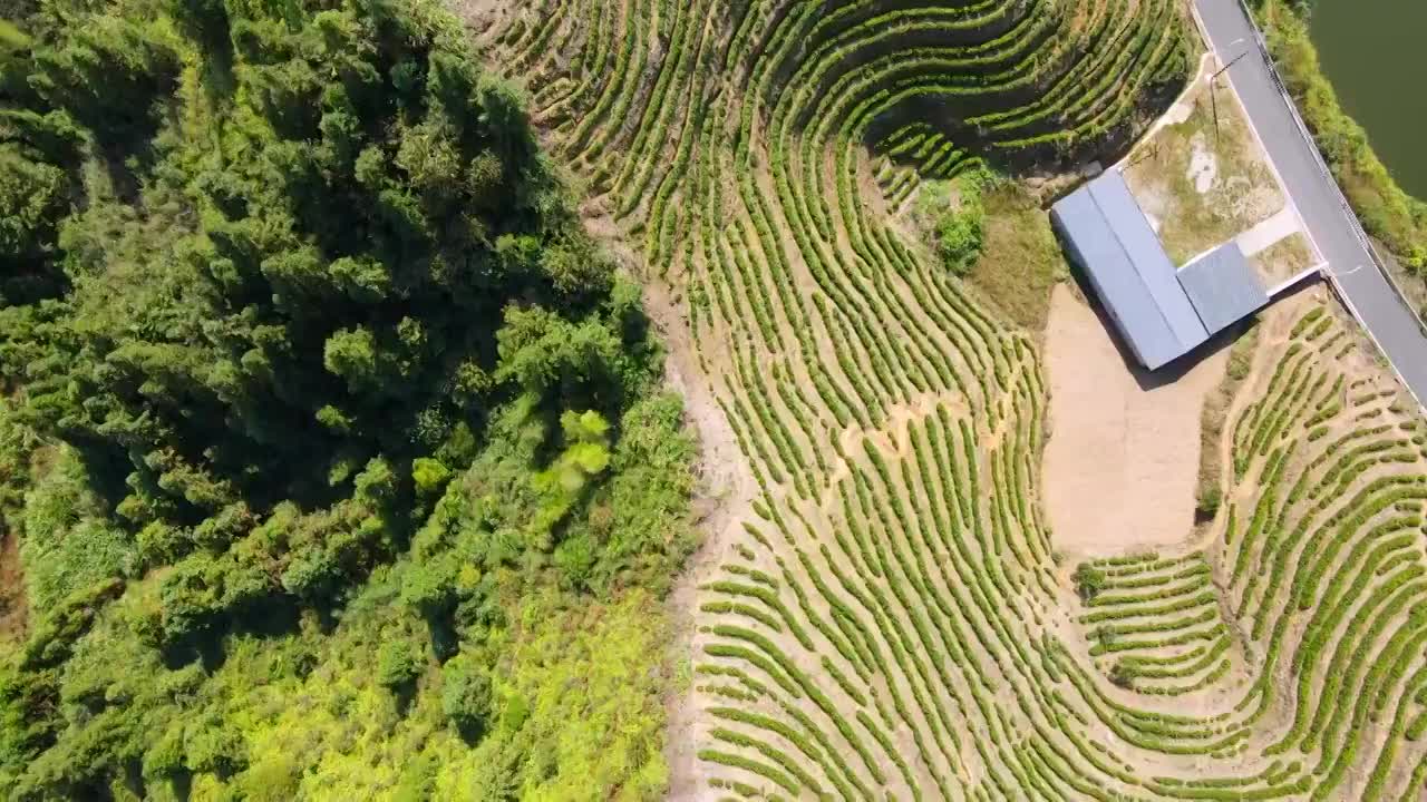 航拍杭州千岛湖高山绿茶茶山茶园视频素材