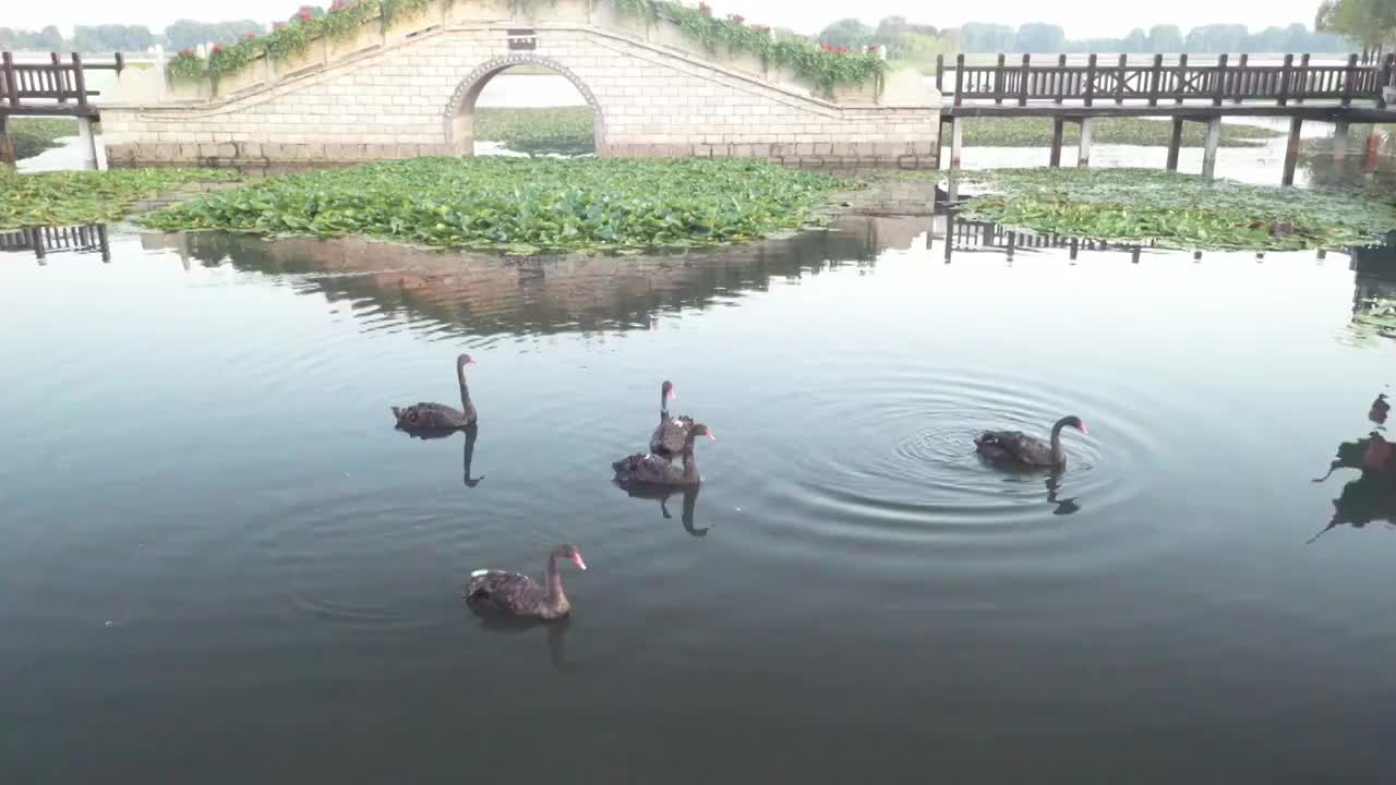 黑天鹅池中戏水视频素材