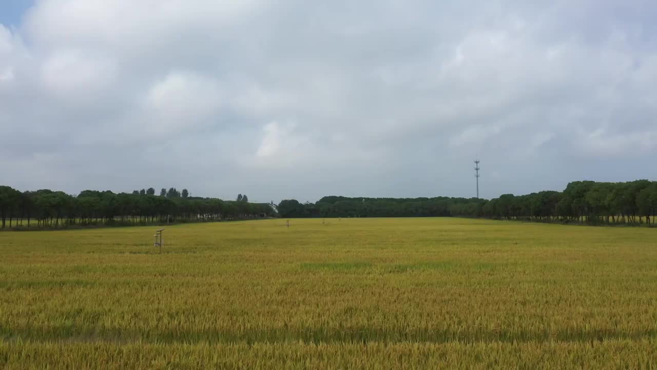 江苏省江阴市华西村水稻田早晨稻田视频素材