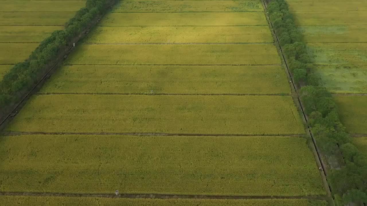 江苏省江阴市华西村水稻田早晨稻田视频素材