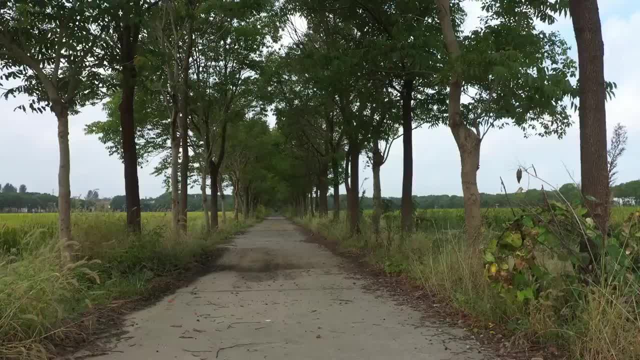 江苏省江阴市华西村水稻田早晨稻田视频素材