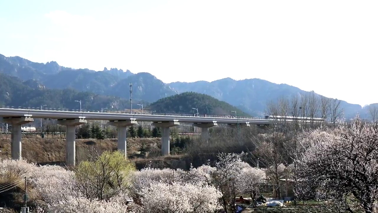 崂山樱桃花与高铁视频素材