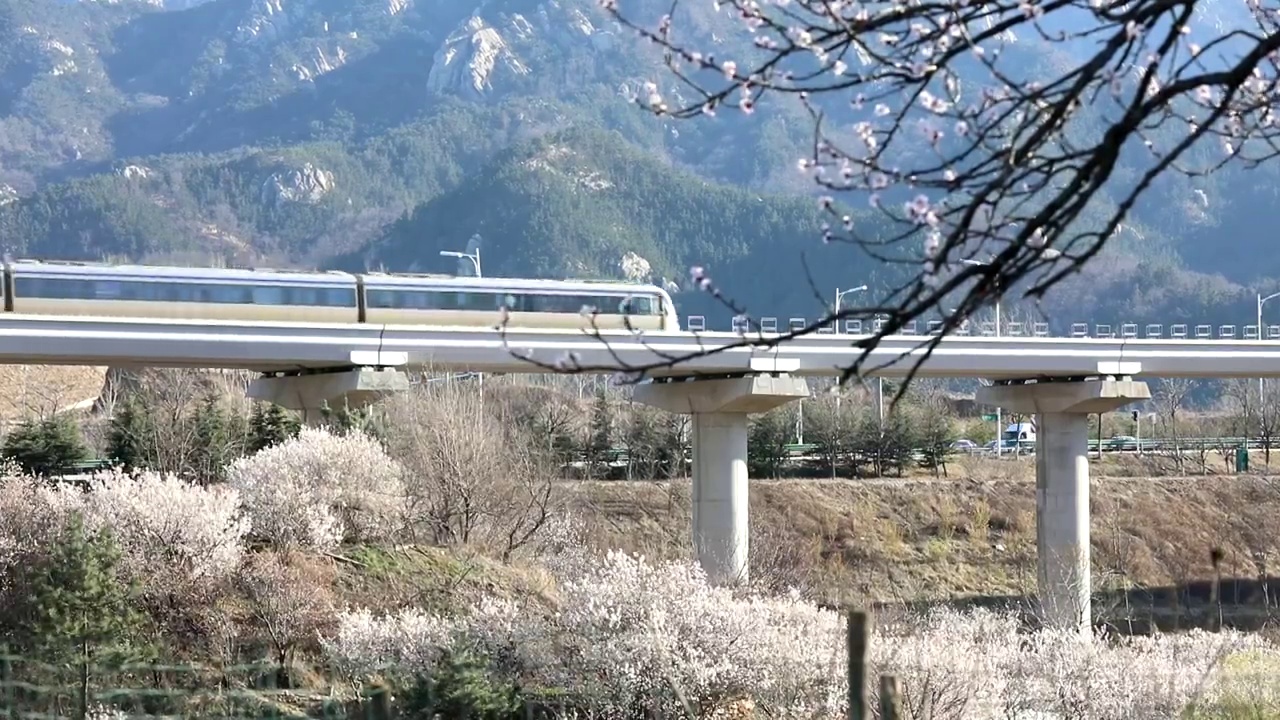 崂山樱桃花与高铁视频素材