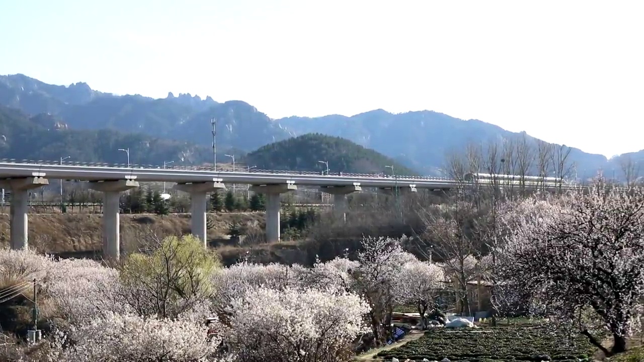 崂山樱桃花与高铁视频素材