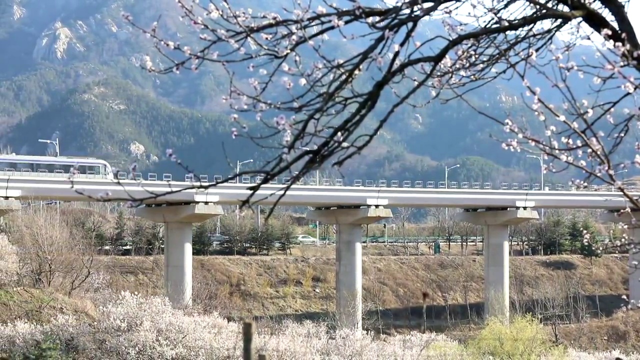 崂山樱桃花与高铁视频下载