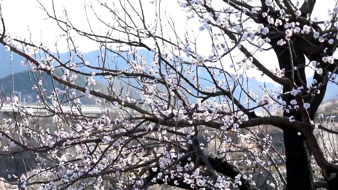 崂山樱桃花与高铁视频素材