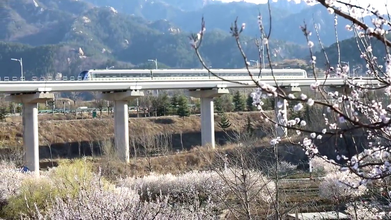 崂山樱桃花与高铁视频素材