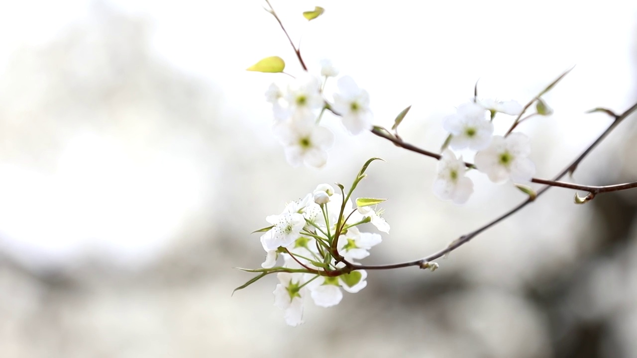 樱桃花视频素材