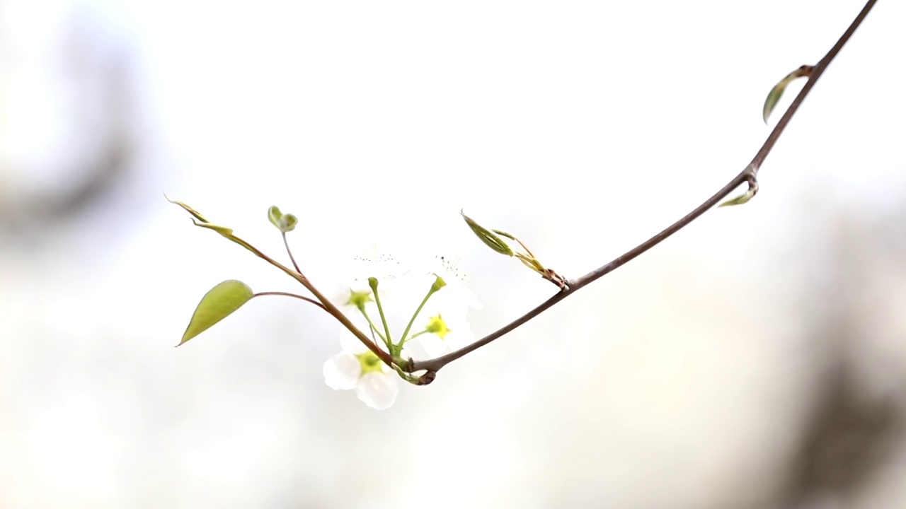 樱桃花视频素材