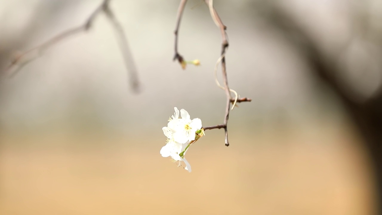 樱桃花视频素材