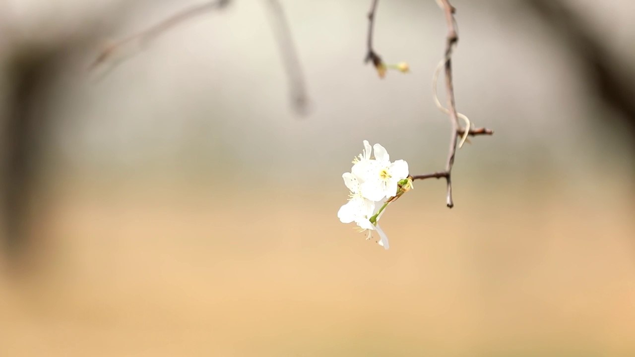 樱桃花视频素材