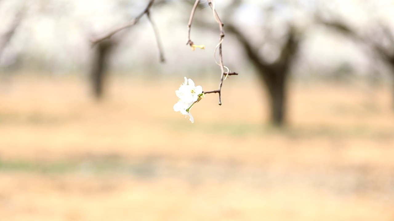 樱桃花视频素材