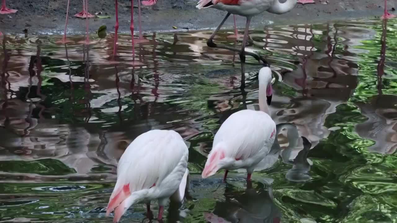 火烈鸟升格视频视频素材