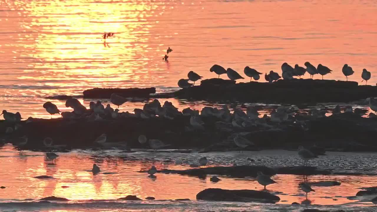 环颈鸻视频素材