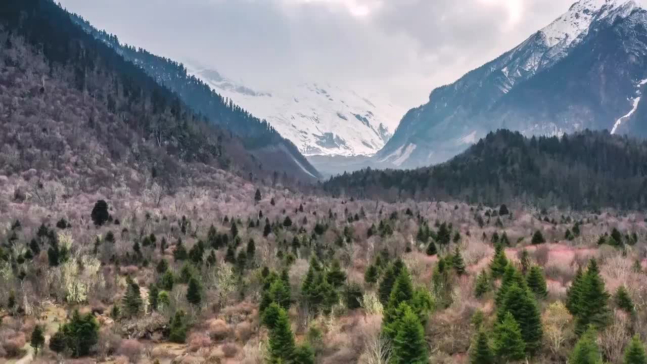 西藏林芝波密原始森林风光视频素材