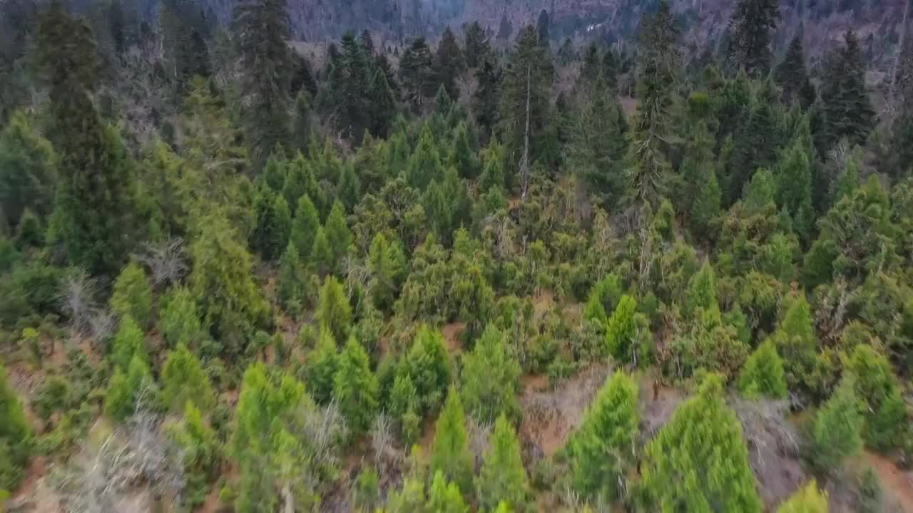 西藏林芝波密原始森林风光视频素材