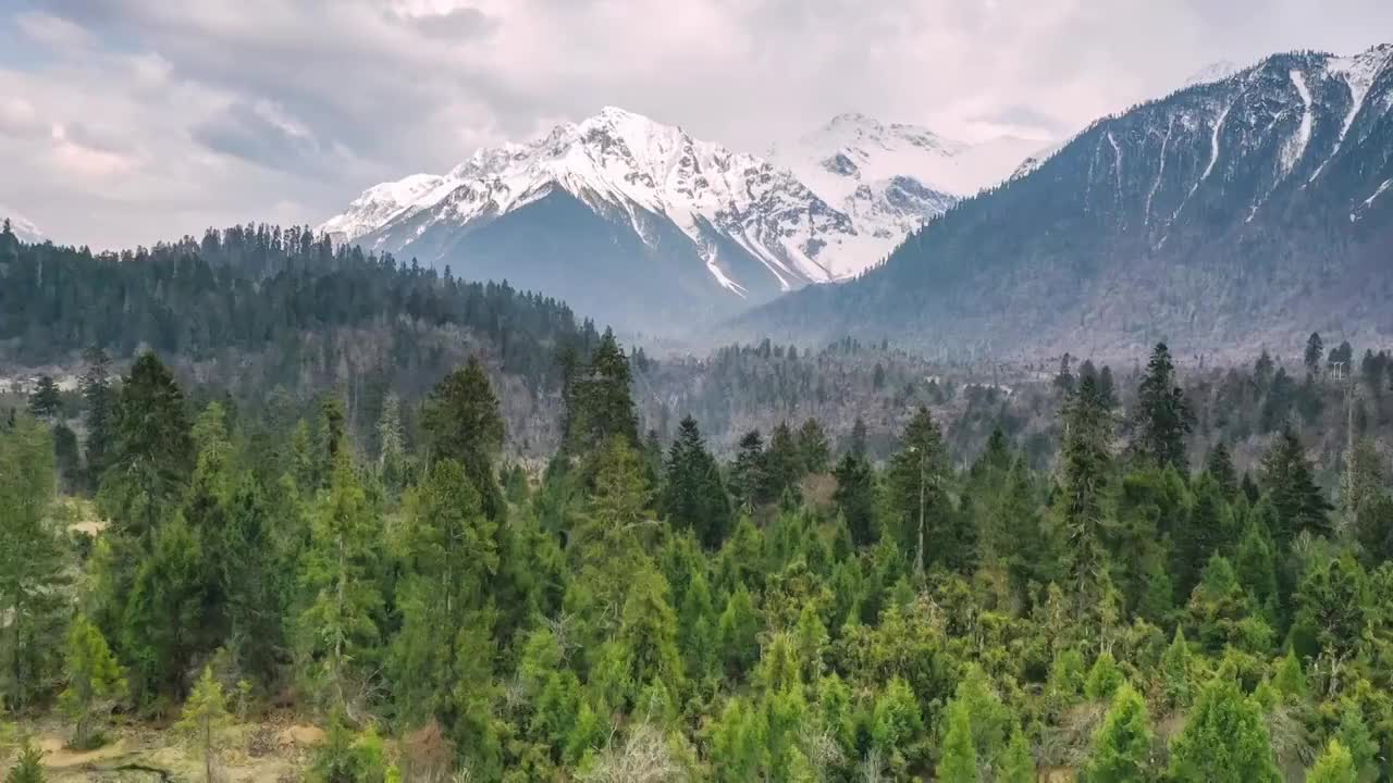 西藏林芝波密原始森林风光视频素材