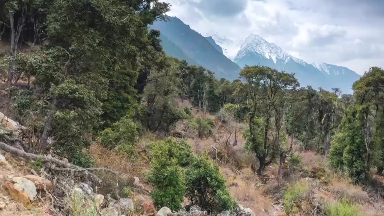 西藏林芝波密原始森林风光视频素材