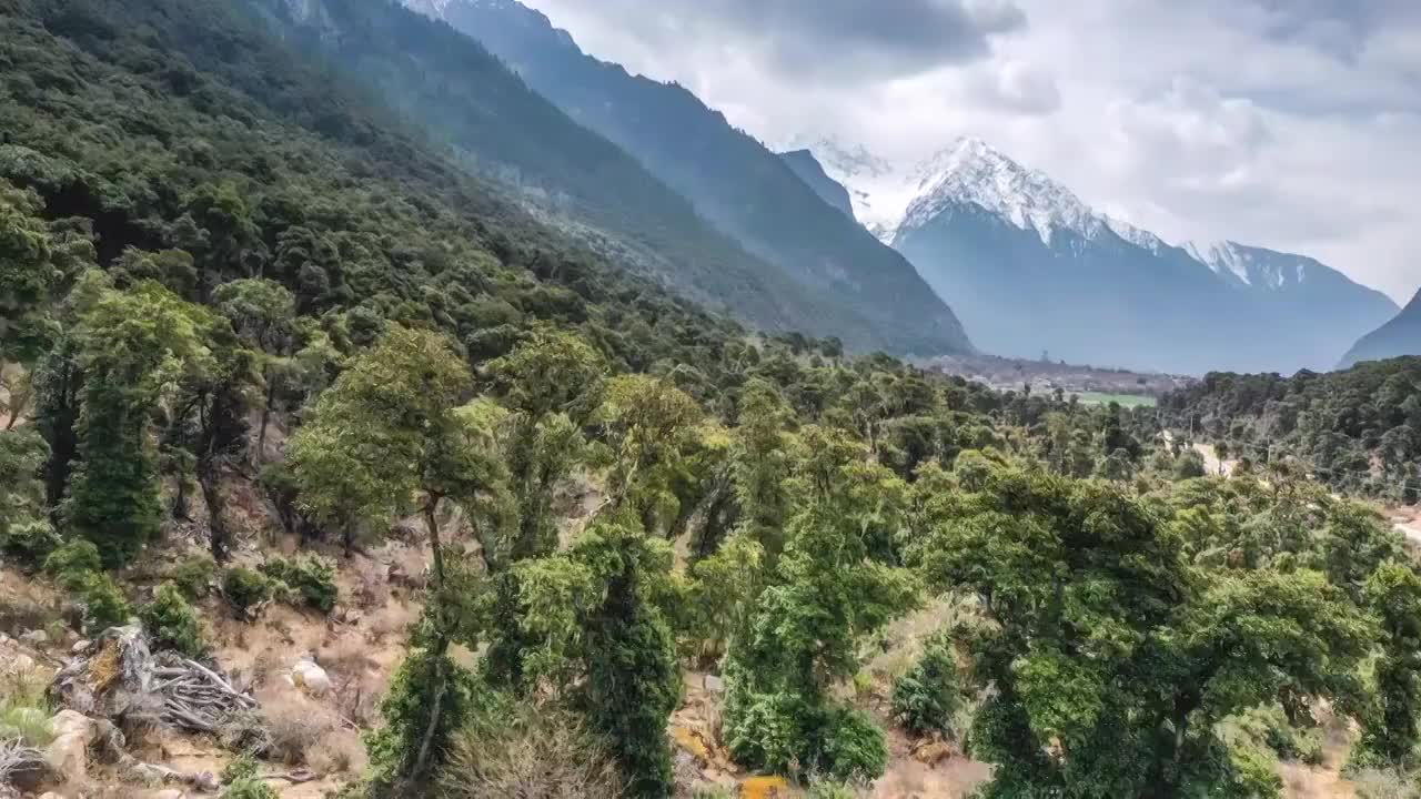 西藏林芝波密原始森林风光视频素材