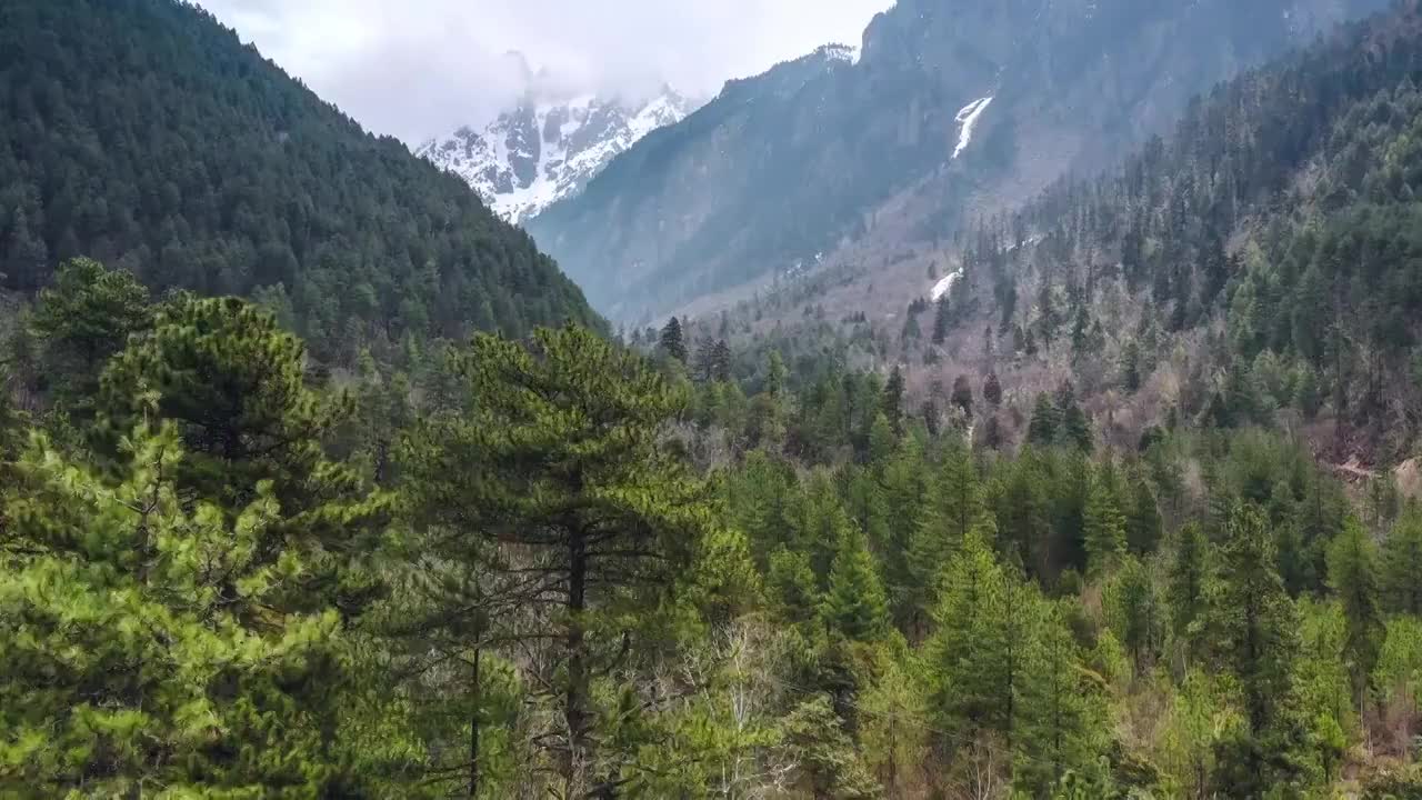 西藏林芝波密原始森林风光视频素材