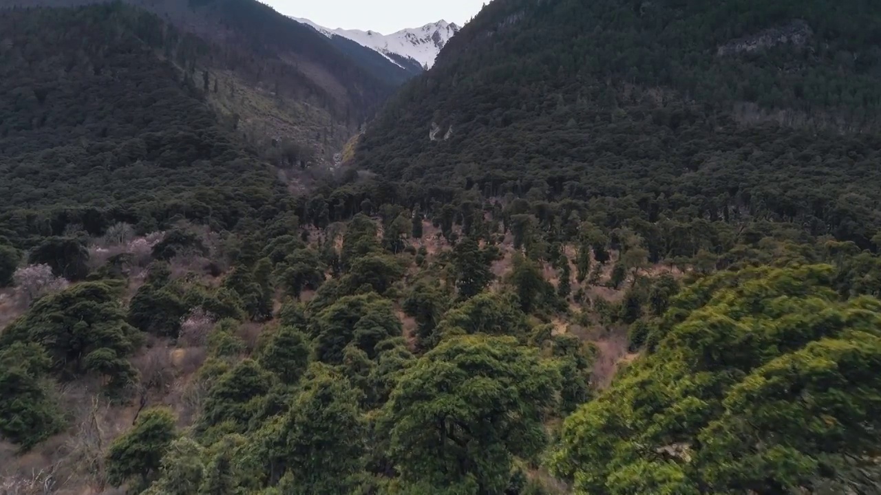 西藏林芝波密原始森林风光视频素材