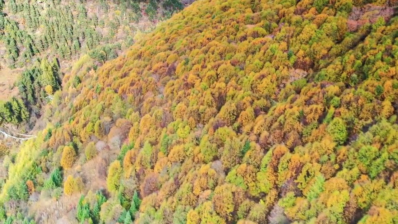 西藏林芝色季拉山秋色视频素材