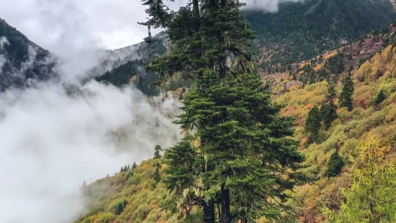 西藏林芝色季拉山秋色视频素材