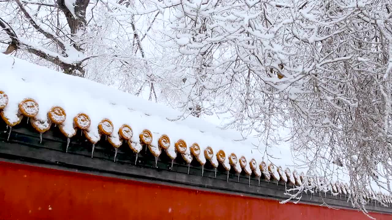 冬季哈尔滨-纷纷暮雪下红墙视频素材