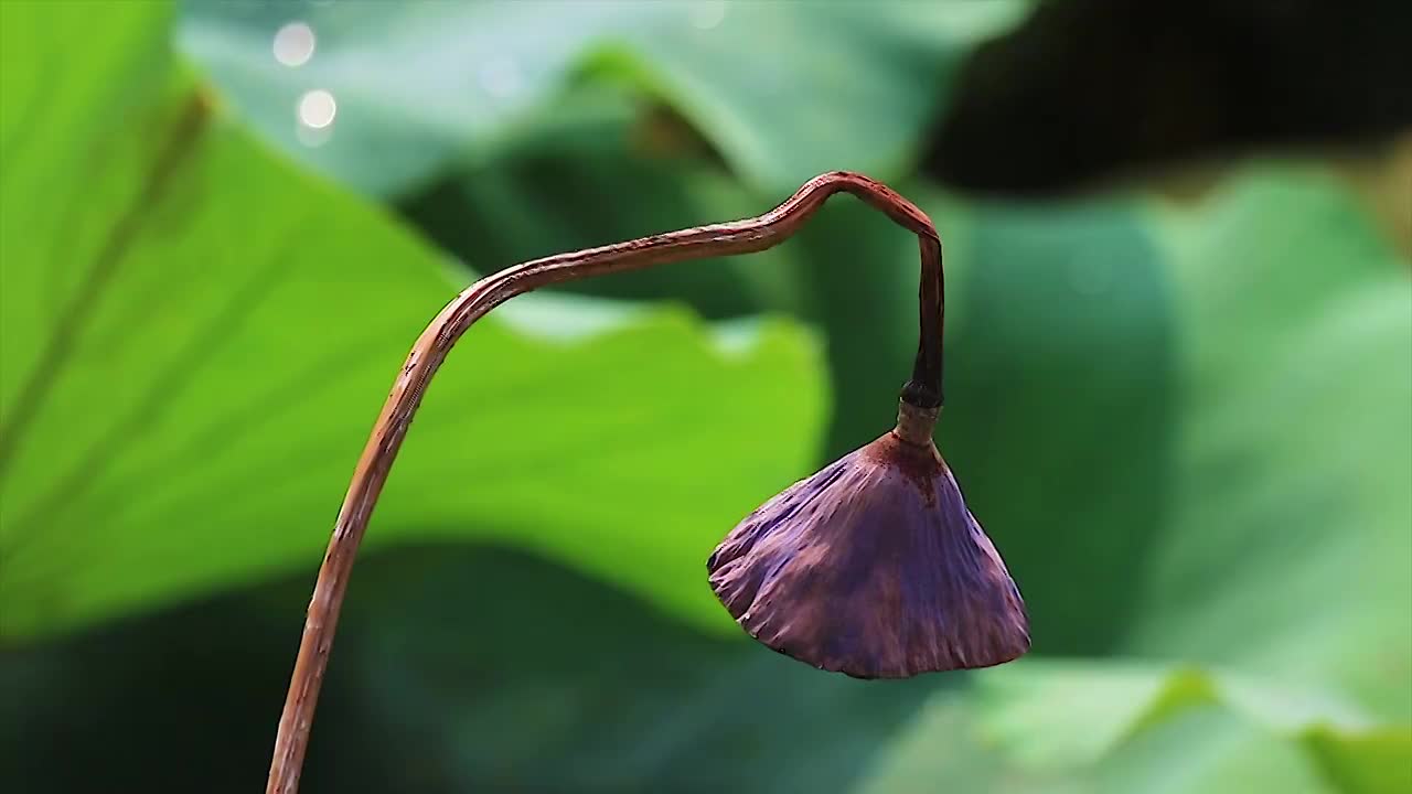 夏季里的精灵—蜻蜓12视频素材