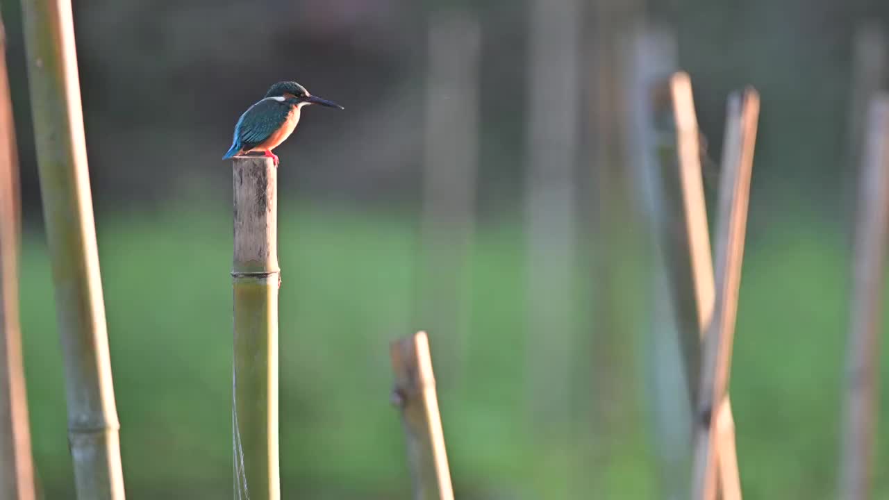 翠鸟视频素材