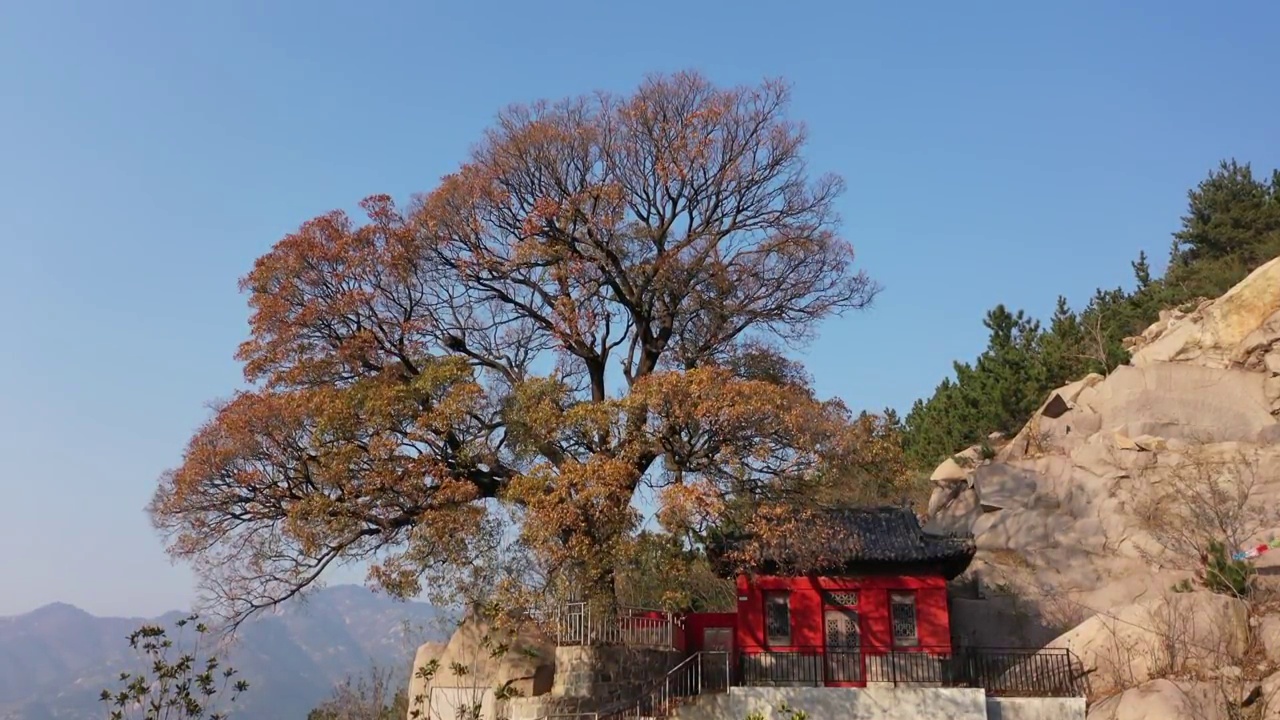 崂山神清宫遗址视频下载