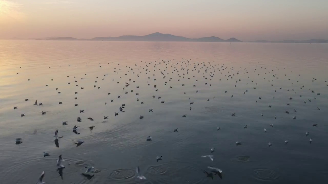 日落湖面红嘴鸥视频素材