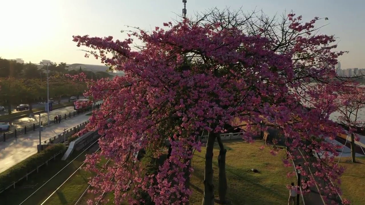 异木棉花开航拍广州琶洲小火车站视频素材