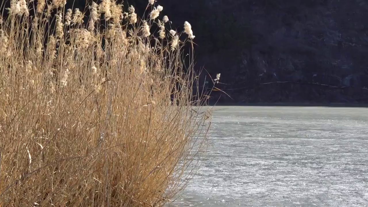 芦苇荡冬季结冰视频素材